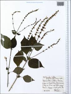 Hypoestes triflora (Forssk.) Roem. & Schult., Африка (AFR) (Эфиопия)