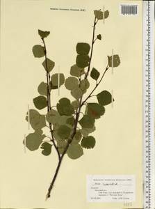 Betula pubescens subsp. pubescens, Восточная Европа, Северный район (E1) (Россия)