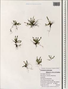 Ctenopterella denticulata (Bl.) Parris, Зарубежная Азия (ASIA) (Вьетнам)