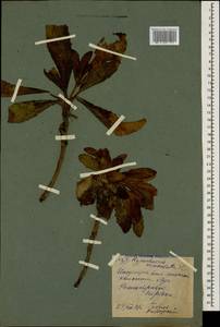 Trommsdorffia maculata (L.) Bernh., Кавказ, Северная Осетия, Ингушетия и Чечня (K1c) (Россия)