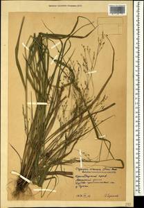 Achnatherum virescens (Trin.) Banfi, Galasso & Bartolucci, Кавказ, Краснодарский край и Адыгея (K1a) (Россия)
