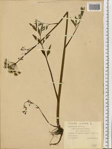 Вех ядовитый, Цикута L., Восточная Европа, Северный район (E1) (Россия)