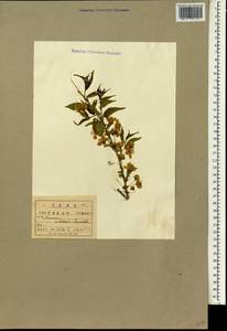 Prunus japonica var. nakaii (H. Lév.) Rehder, Зарубежная Азия (ASIA) (КНДР)