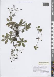 Potentilla thuringiaca subsp. goldbachii (Rupr.) Th.Wolf, Восточная Европа, Волжско-Камский район (E7) (Россия)