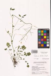 Cardamine pratensis subsp. dentata (Schult.) Čelak., Восточная Европа, Центральный район (E4) (Россия)