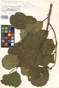 Ольха клейкая, Ольха черная (L.) Gaertn., Восточная Европа, Московская область и Москва (E4a) (Россия)