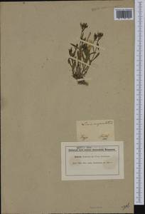 Linum campanulatum L., Западная Европа (EUR) (Франция)