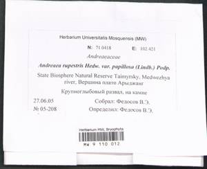 Andreaea rupestris var. papillosa (Lindb.) Podp., Гербарий мохообразных, Мхи - Красноярский край, Тыва и Хакасия (B17) (Россия)