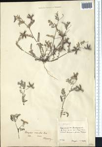 Астрагал звездчатый Steven, Средняя Азия и Казахстан, Копетдаг, Бадхыз, Малый и Большой Балхан (M1) (Туркмения)