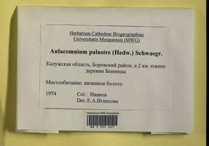 Aulacomnium palustre (Hedw.) Schwägr., Гербарий мохообразных, Мхи - Центральное Нечерноземье (B6) (Россия)