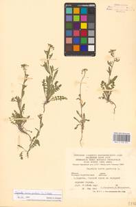 Пастушья сумка обыкновенная (L.) Medik., Восточная Европа, Нижневолжский район (E9) (Россия)