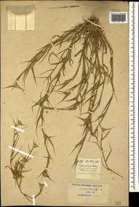 Sporobolus aculeatus (L.) P.M.Peterson, Кавказ, Краснодарский край и Адыгея (K1a) (Россия)