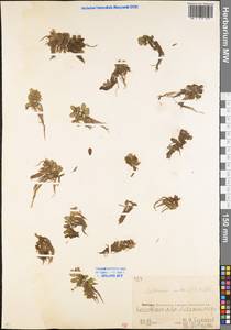 Сальвиния плавающая (L.) All., Восточная Европа, Восточный район (E10) (Россия)