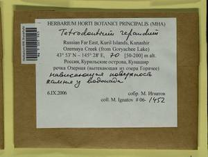 Tetrodontium repandum (Funck) Schwägr., Гербарий мохообразных, Мхи - Дальний Восток (без Чукотки и Камчатки) (B20) (Россия)