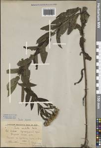 Pentanema asperum (Poir.) G. V. Boiko & Korniy., Кавказ, Краснодарский край и Адыгея (K1a) (Россия)