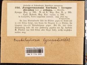 Barbilophozia lycopodioides (Wallr.) Loeske, Гербарий мохообразных, Мхи - Западная Европа (BEu) (Швеция)
