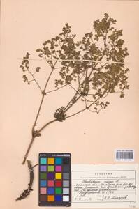 Bасилисник малый L., Восточная Европа, Северо-Украинский район (E11) (Украина)