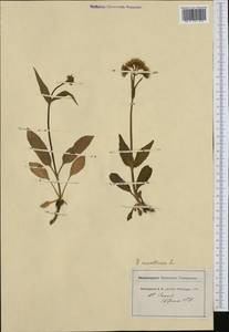 Valeriana montana L., Западная Европа (EUR) (Швейцария)