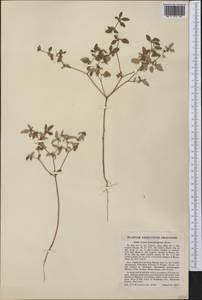 Croton monanthogynus Michx., Америка (AMER) (США)