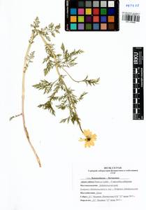 Горицвет сибирский Patrin ex Ledeb., Сибирь, Прибайкалье и Забайкалье (S4) (Россия)
