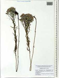 Galatella sedifolia subsp. sedifolia, Восточная Европа, Средневолжский район (E8) (Россия)