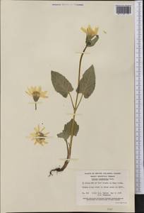 Arnica cordifolia Hook., Америка (AMER) (Канада)