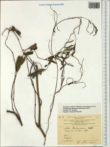 Toxocarpus insularis (Miq.) Bakh. fil., Австралия и Океания (AUSTR) (Новая Каледония)