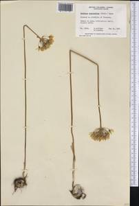 Triteleia hyacinthina (Lindl.) Greene, Америка (AMER) (Канада)
