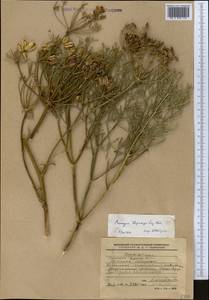 Прангос курчавокрылый DC., Средняя Азия и Казахстан, Памир и Памиро-Алай (M2) (Киргизия)