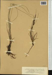 Carex trinervis Degl., Западная Европа (EUR) (Португалия)