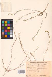 Бассия шерстистоцветковая (S. G. Gmel.) A. J. Scott, Восточная Европа, Нижневолжский район (E9) (Россия)
