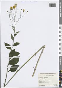 Бородавник промежуточный (M.Bieb.) Hayek, Восточная Европа, Московская область и Москва (E4a) (Россия)