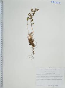 Вудсия эльбская (L.) R.Br., Сибирь, Дальний Восток (S6) (Россия)