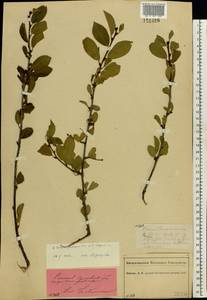 Prunus cerasus subsp. cerasus, Восточная Европа, Центральный лесной район (E5) (Россия)