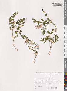 Астрагал альпийский L., Сибирь, Чукотка и Камчатка (S7) (Россия)