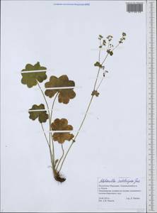 Манжетка щетинистая Juz. ex Majewski, Восточная Европа, Средневолжский район (E8) (Россия)