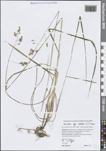 Anthoxanthum nitens (Weber) Y.Schouten & Veldkamp, Сибирь, Прибайкалье и Забайкалье (S4) (Россия)