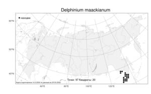 Delphinium maackianum, Живокость Маака Regel, Атлас флоры России (FLORUS) (Россия)