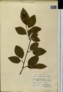 Ольховник кустарниковый, Ольха кустарниковая (Rupr.) Raus, Сибирь, Центральная Сибирь (S3) (Россия)