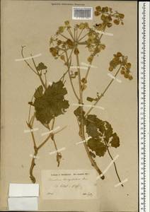 Tetrataenium lasiopetalum (Boiss.) Manden., Зарубежная Азия (ASIA) (Иран)