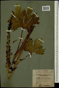 Борец восточный Mill., Кавказ, Краснодарский край и Адыгея (K1a) (Россия)