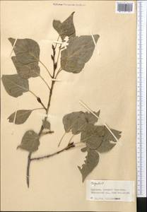 Тополь, Средняя Азия и Казахстан, Западный Тянь-Шань и Каратау (M3) (Киргизия)