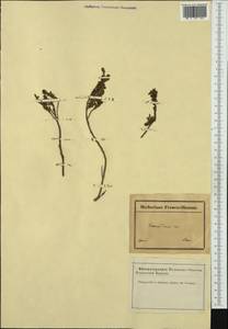 Thymelaea dioica (Gouan) All., Западная Европа (EUR) (Франция)