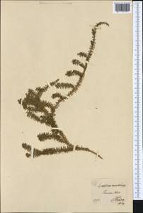 Spinulum annotinum subsp. annotinum, Западная Европа (EUR) (Германия)
