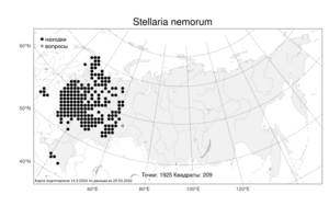 Stellaria nemorum, Звездчатка дубравная L., Атлас флоры России (FLORUS) (Россия)