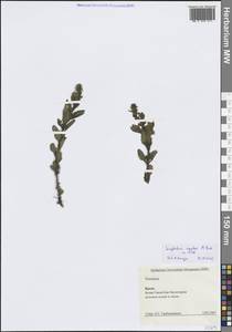 Норичник скальный M.Bieb. ex Willd., Крым (KRYM) (Россия)