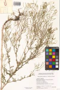 Дескурения Софии (L.) Webb ex Prantl, Восточная Европа, Центральный лесостепной район (E6) (Россия)