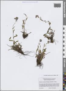 Незабудка азиатская (Vestergr. ex Hultén) Schischk. & Serg., Сибирь, Чукотка и Камчатка (S7) (Россия)