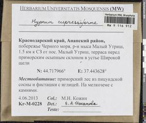 Hypnum cupressiforme Hedw., Гербарий мохообразных, Мхи - Северный Кавказ и Предкавказье (B12) (Россия)