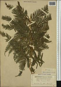 Pteris tremula R. Br., Ботанические сады и дендрарии (GARD) (Россия)